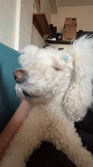 White poodle with decorative clips filmed in Krasnoyarsk