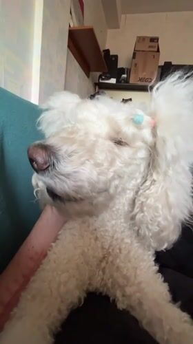 White poodle with decorative clips filmed in Krasnoyarsk
