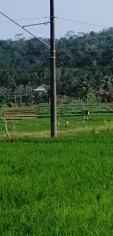 The video displays a rural landscape with a focus on a rice paddy. The image is oriented vertically, with the sky at the left and the ground at the right. In the foreground, a dark, thick pole, possibly a utility pole, runs vertically along the left side of the frame. Electrical wires are visible extending from it, stretching towards the top right. To the right of the pole, a vibrant green rice paddy dominates the scene. Further into the background, rows of smaller plants are discernible within the paddy, some appearing to be young rice shoots. Several white birds are scattered throughout these rows, seemingly foraging. Beyond the paddy, a densely vegetated hill covered in trees and foliage rises steeply. A few houses or structures are partially visible nestled within the trees on the hillside. A single motorcycle with a rider is parked or stopped on the edge of the rice paddy. The sky appears overcast or hazy, casting a diffused light on the landscape. The overall impression is of a tranquil, agrarian setting.