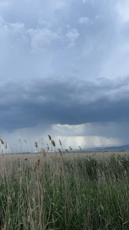 Storm clouds gather over reed fields near Kaspiysk, Russia