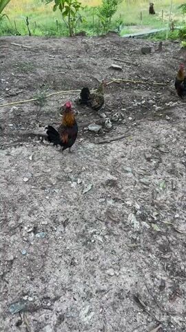 A rooster with a red comb and black and brown feathers walks across dusty ground. In the background, a hen and several chicks are gathered. The ground is dry and cracked, with scattered rocks and small plants. A yellow hose lies on the ground. Beyond the immediate area, there is a lush green field with some trees and a hillside in the distance. A person or animal is visible in the far distance, sitting.