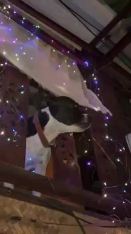 The video shows a dog peering out from an upper level balcony area. The dog is black and white and wearing a collar. The balcony railing is made of dark wood with decorative cutouts. The balcony is decorated with colorful string lights and a piece of white fabric. The background suggests the scene is taking place outdoors at night. The video is shot from below, looking up at the balcony. The dog looks directly at the camera. The lighting is low, but the string lights provide colorful illumination.