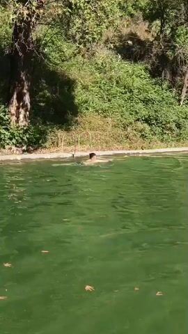 A person is swimming in a green pool of water. They are in the middle of the pool, facing away from the camera. The person appears to be swimming towards the edge of the pool. The pool is surrounded by trees and foliage. The water is murky and appears to have some leaves floating on the surface. There is a ladder on the left side of the pool. The sun is shining and casting shadows on the water.