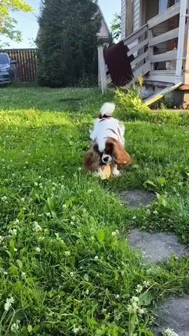 A small, brown and white dog is sniffing a ball on a patch of grass. The dog is in the foreground of the image, and the ball is in front of its nose. The grass is green and lush, and there are some small white flowers scattered throughout. In the background, there is a house with a wooden porch. A fence and some trees are visible behind the house. The lighting suggests it is daytime.