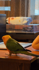 Family interacts with colorful parrot in Khimki apartment