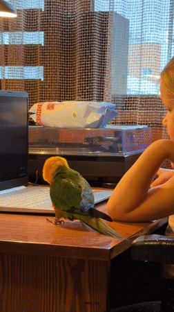 Family interacts with colorful parrot in Khimki apartment