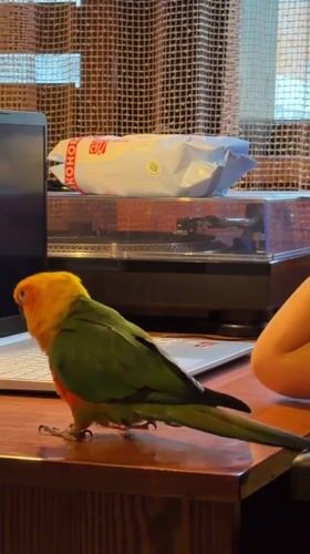 Family interacts with colorful parrot in Khimki apartment