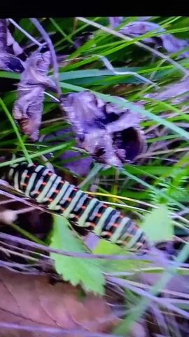The video shows a close-up of a caterpillar moving through grass and leaves. The caterpillar has a distinctive pattern of black and white stripes with orange spots. The background is out of focus, but appears to be natural vegetation with some dead leaves. The lighting suggests it is daytime. The video is short and appears to be a still frame or a very slow motion sequence.