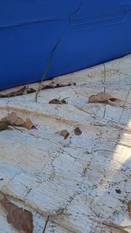 A close-up shot of a white tarp with a blue object in the background. There are dry leaves scattered on the tarp, as well as a few blades of grass. In the center of the frame, a small black insect, possibly a bee or ant, is visible. The lighting suggests it is daytime.