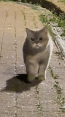 Cat explores Moscow pathways and park areas evening stroll