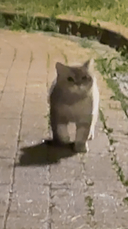 Cat explores Moscow pathways and park areas evening stroll