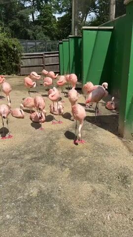 This media file shows a flock of pink flamingos in an outdoor enclosure. The flamingos are the primary subjects, with a mix of standing and resting individuals visible. The scene is an enclosure with a sandy or gravelly ground surface. In the background, there's a wooden fence, lush green foliage, and a bright green wall. A body of water, possibly a pond or pool, is also visible to the left of the frame.

The activity appears to be leisurely; the flamingos are gathered together, some preening or resting. The time of day seems to be daytime, indicated by the bright sunlight casting shadows. The weather appears to be pleasant and sunny. The location is likely a zoo or wildlife park, given the enclosure setup and the presence of exotic birds. No text is visible in the media file. The overall mood is peaceful and natural.