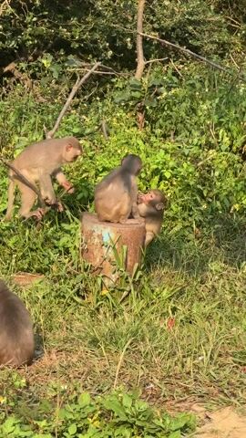 Three light-brown monkeys are present in a grassy outdoor area. Two of the monkeys are on top of a rusty, blue-painted cylindrical object, engaging in what appears to be playful interaction or grooming. The third monkey is perched on a branch nearby, then leaps down. The other two monkeys also then jump down, disappearing into the thick green grass and plants. The setting seems to be a natural environment with abundant vegetation.