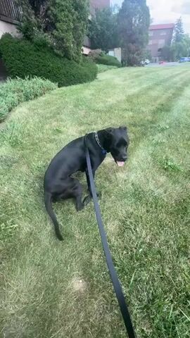A black dog with a collar and leash walks on a grassy area next to a parking lot. The dog is on the left side of the frame, facing right, and appears to be sniffing the ground. The parking lot is on the right side of the frame and contains several parked cars, including a white Lexus. In the background, there are buildings and trees. The sky is cloudy. The video appears to be filmed from a first-person perspective, as if the person holding the camera is walking with the dog.