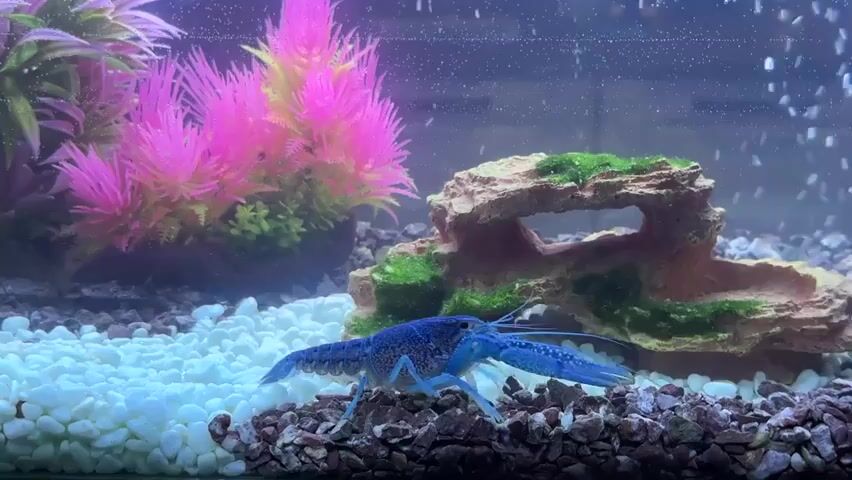 A blue crayfish is in a clean aquarium. The crayfish is on a substrate of white and dark pebbles. Behind the crayfish is a rock decoration with green moss and an opening. To the left and right of the rock are bright pink artificial plants. Bubbles are rising from the bottom of the tank, indicating an aeration system. The water is clear.