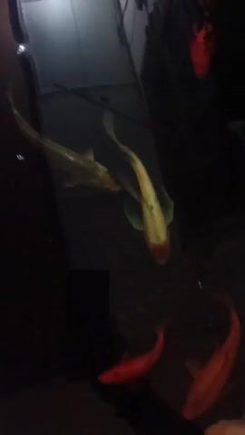 A video shows several koi fish swimming in a dark aquarium. The fish are of various colors including orange, white, and a fish that is mostly white with a red head. The video is of poor quality and is blurry, making it difficult to identify specific details about the fish or the aquarium.
