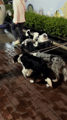 Woman walks dogs, transports puppies in wagon in Chengdu