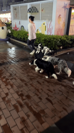 Woman walks dogs, transports puppies in wagon in Chengdu