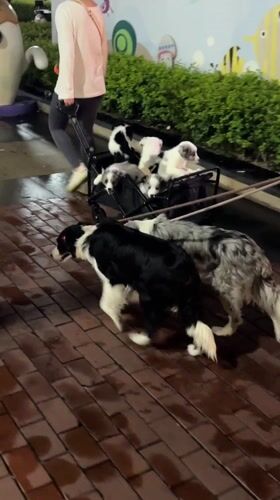 Woman walks dogs, transports puppies in wagon in Chengdu