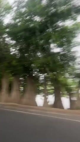 The video shows a blurry, fast-moving shot from inside a vehicle. The primary focus is on the side of the road, which features a paved surface with a white line. To the left of the road, there are several tall, light-colored structures wrapped in what appears to be burlap or netting, standing in front of lush green trees. Beyond the trees, there is a body of water and more greenery. The trees are tall with dense foliage, and their leaves are blurred due to the motion. The sky is overcast and white. The perspective suggests the camera is moving forward and slightly to the right.