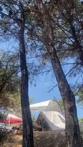 The video pans across a campsite nestled amongst pine trees. In the foreground, the rough bark of two large pine trees dominates the frame, their branches laden with pinecones and reaching towards a clear blue sky. Sunlight filters through the needles, creating dappled shadows on the dry, yellow grass below. In the middle ground, several tents are visible. A large, white tent with a peaked roof is set up on a slight incline, its entrance facing the camera. To the left of this tent, a smaller red and white tent or canopy is set up. Beneath the red and white canopy, a picnic table with benches can be seen. The environment appears to be a natural, wooded area, likely a campground, with dry vegetation and tall trees. The overall impression is of a peaceful outdoor setting.