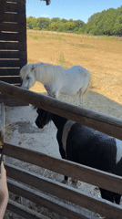 Afternoon tour of an animal park in Epsom and Ewell