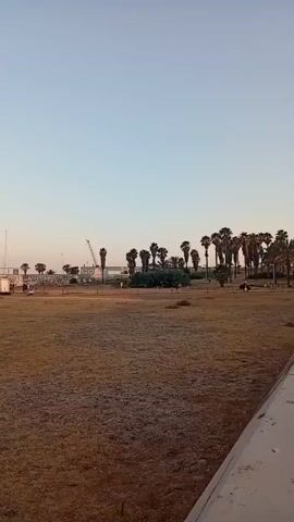A wide shot shows an outdoor scene during daylight with a clear, pale blue sky. In the foreground is a dry, grassy field. In the mid-ground, a line of white structures, possibly buildings or temporary structures, stretches horizontally across the frame. Behind these structures, a dense line of tall palm trees forms a backdrop. To the far left, a thin vertical pole with some antennas is visible. In the far mid-ground, a large construction crane with a red boom is prominent. Scattered throughout the mid-ground, in front of and around the white structures, are numerous small figures that appear to be people. Some of these figures are gathered in groups. The overall impression is that of an outdoor event or gathering taking place near a developed area with a natural element of palm trees.