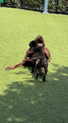 Dogs play at West Hollywood park as owner watches