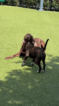 Dogs play at West Hollywood park as owner watches