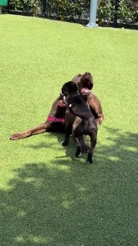 Dogs play at West Hollywood park as owner watches