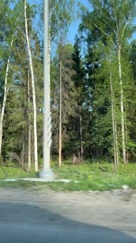 The video shows the view from a moving vehicle, likely a car, driving along a road bordering a forest. The camera is positioned inside the vehicle and looks out towards the forest on the side of the road.

The forest consists of a mix of trees, including tall pines and birch trees, with the birch trees being particularly noticeable due to their white bark. The trees are dense and green, suggesting it is likely during the spring or summer. The sky is blue, and the weather appears clear.

The road is asphalt and has a shoulder of grass along the forest's edge. A sign post with black and white reflective stripes is also visible near the edge of the road.

The video seems to have been taken during the daytime, as the lighting is bright and natural. The primary action involves the movement of the vehicle along the road and the accompanying change in scenery. There are no people visible in the video.