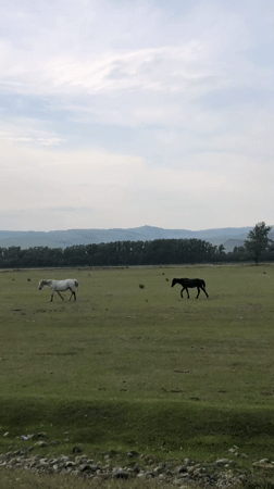 Two horses graze in field near Beltyrskiy, Russia
