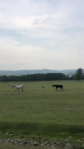 A white horse and a black horse are grazing in a vast, grassy field. The horses are separated by a significant distance. The field is expansive, with rolling hills in the background. The sky is overcast with light clouds, suggesting a pleasant, cool day. The foreground shows a strip of rocky terrain.