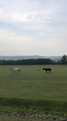 Two horses graze in field near Beltyrskiy, Russia