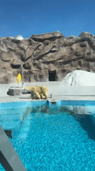 Daily Operations at Izhevsk Zoo Captured by Witnesses