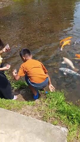 The video shows a person wearing an orange t-shirt and blue shorts, with blue sandals, bending over a body of water with many koi fish. The person appears to be reaching towards the water, possibly to feed the fish. The water is murky and there is green grass along the edge of the bank. The fish are various colors including orange, white, and black and white. The sunlight is bright, indicating it is daytime.