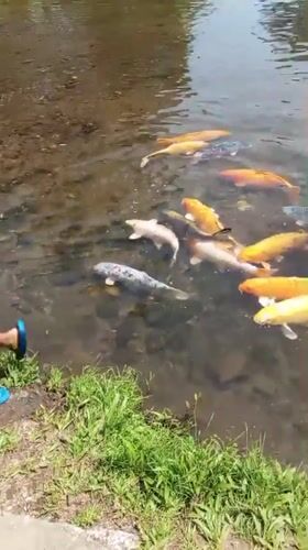 Morning tour of an Indonesian wildlife sanctuary full of exotic birds