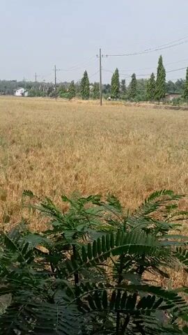 A wide shot captures a dry, golden field, likely ripe for harvest, stretching towards a tree line. Several tall, slender trees stand in a row along the edge of the field, interspersed with utility poles. In the distance, a few houses are visible amongst the trees. In the foreground, a lush green bush with feathery leaves partially obstructs the view of the field. The sky is overcast and pale.