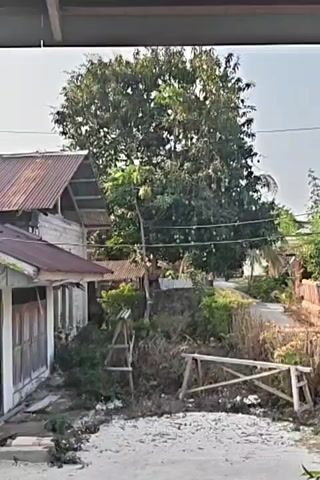 A large mango tree is heavily laden with green mangoes. The tree is situated in a somewhat overgrown area with some fencing and structures visible in the background, including a house with a corrugated metal roof and electrical wires running across the scene. The overall impression is of a tropical or subtropical rural setting.