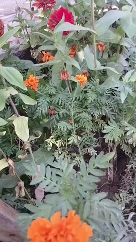 A medium shot focuses on a flowerbed filled with zinnias and marigolds. The zinnias are predominantly red, with some showing signs of wilting, while the marigolds are a vibrant orange. The plants are densely packed, with lush green leaves and stems. The background is blurred, suggesting a shallow depth of field, with hints of a building and possibly a fence. The lighting appears to be natural daylight. The camera subtly pans from right to left, showcasing different clusters of flowers and foliage, with a close-up of an orange marigold in the foreground during the latter part of the video.