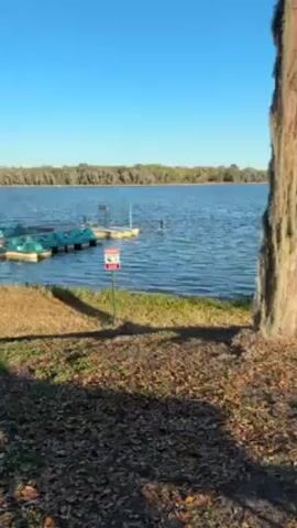 The video shows a scene at the edge of a lake with a few pedal boats docked nearby. The camera slowly zooms in on a dark-colored bird standing on a partially submerged object in the water. The bird is facing away from the camera and appears to be preening its feathers or resting. The water is rippled, and there's a treeline visible across the lake. The foreground shows a grassy area, and the sky is clear and blue.