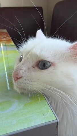 The video is a close-up, medium-shot of a white cat with striking blue eyes. The cat is positioned in the foreground, with its head resting on a green, textured surface that appears to be a table or box. The background is blurred, but suggests an indoor setting with dark furniture, possibly chairs, visible behind the cat. The lighting is natural and appears to be daytime, with no strong shadows. The cat's fur is long and fluffy, and its whiskers are prominent. The cat's gaze is directed to the left of the frame, and its expression seems calm and curious. There is no visible text in the video. The setting appears to be domestic.