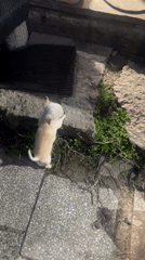 Small chihuahua attempts jump onto ledge in Sofia