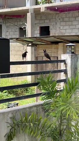 Two birds perch on a black metal fence in front of a concrete building under construction. The bird on the left is smaller and facing left. The bird on the right is larger and facing left, with its head tilted down. Lush green plants are in the foreground.