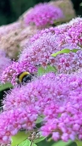 A close-up, shallow depth of field shot focuses on a cluster of small, pink flowers, with a bumblebee foraging among them. The bee, with its distinctive black and yellow stripes, is actively moving across the blooms. The background is softly blurred, showing more of the pink flowers and hints of green foliage. The lighting appears natural, suggesting an outdoor setting during the day. The video captures the bee's interaction with the flowers, highlighting its fuzzy body and delicate wings as it collects nectar.