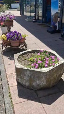 Here is a detailed description of the video:
The video shows a sidewalk adjacent to a building. The sidewalk is decorated with a variety of potted plants and flowers. A hexagonal concrete planter filled with purple flowers is in the foreground, while further back are several pots of colorful flowers arranged on a decorative metal stand. Several other pots contain small trees or shrubs. The building has a glass storefront, with a blue and white advertisement poster and a cleaning mop visible inside. In the background, a large blue truck with the word "IKEA" is visible. The weather appears sunny, casting strong shadows from the plants. The video seems to be taken by someone walking or slowly panning the camera across the scene.
