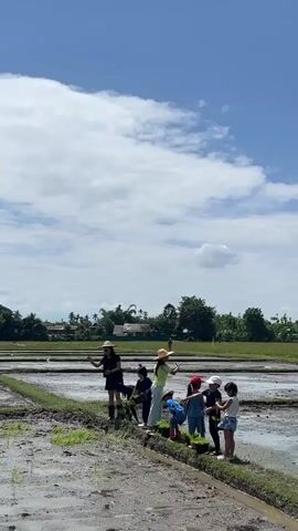 The video captures a group of people, predominantly children, engaged in planting in a muddy rice paddy. Two adults, one wearing a black dress and hat and the other a yellow top and straw hat, supervise the activity. The children, some wearing hats, are bent over, actively planting small green seedlings. The environment is a rural landscape with rice fields stretching into the distance, characterized by cloudy blue skies and lush green vegetation bordering the fields. The muddy terrain of the rice paddy suggests recent rain or irrigation.