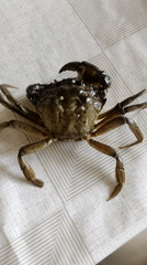 Live crab on guard, claws up, dark green shell with white spots.