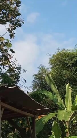 This is a vertical, low-angle shot of a clear blue sky with a few wispy clouds. Lush green foliage from trees and plants fills the edges of the frame, with a portion of a rustic, open-sided structure with a corrugated metal roof visible in the lower left. In the distance, against the sky, two small birds are seen soaring. The overall impression is one of a natural, outdoor environment on a bright day.