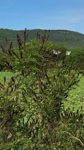 The video captures a serene outdoor scene in Kormiansko, Bulgaria, on a bright, sunny day with a clear blue sky. In the foreground, a vibrant green bush with numerous dark purple or brown flower spikes stands prominently. A white butterfly gracefully flits around the bush, occasionally landing on its leaves and flower spikes before taking flight again. Behind the bush, a lush green field stretches into the midground, suggesting an agricultural area or meadow. In the distance, rolling green hills topped with trees create a picturesque backdrop, extending horizontally across the frame under the expansive sky. The overall impression is one of peaceful nature on a beautiful day.